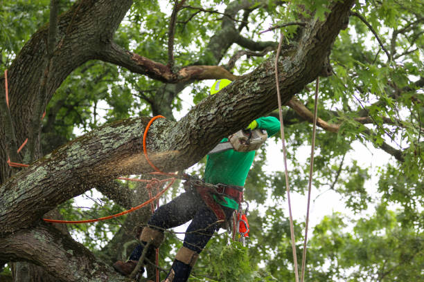 Best Tree Disease Treatment  in Plummer, ID