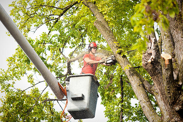 Best Emergency Tree Removal  in Plummer, ID